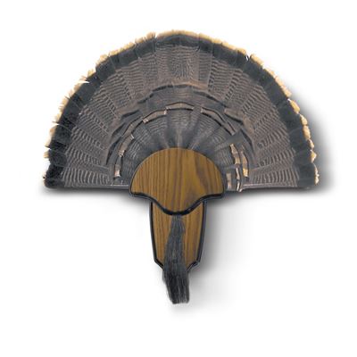 Hunter's Specialties Turkey Tail and Beard Mounting Kit Wood