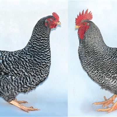$13.30 - $13.80 Barred Plymouth Rock