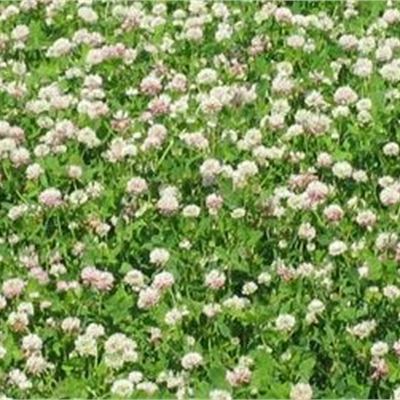 LOW WHITE CLOVER